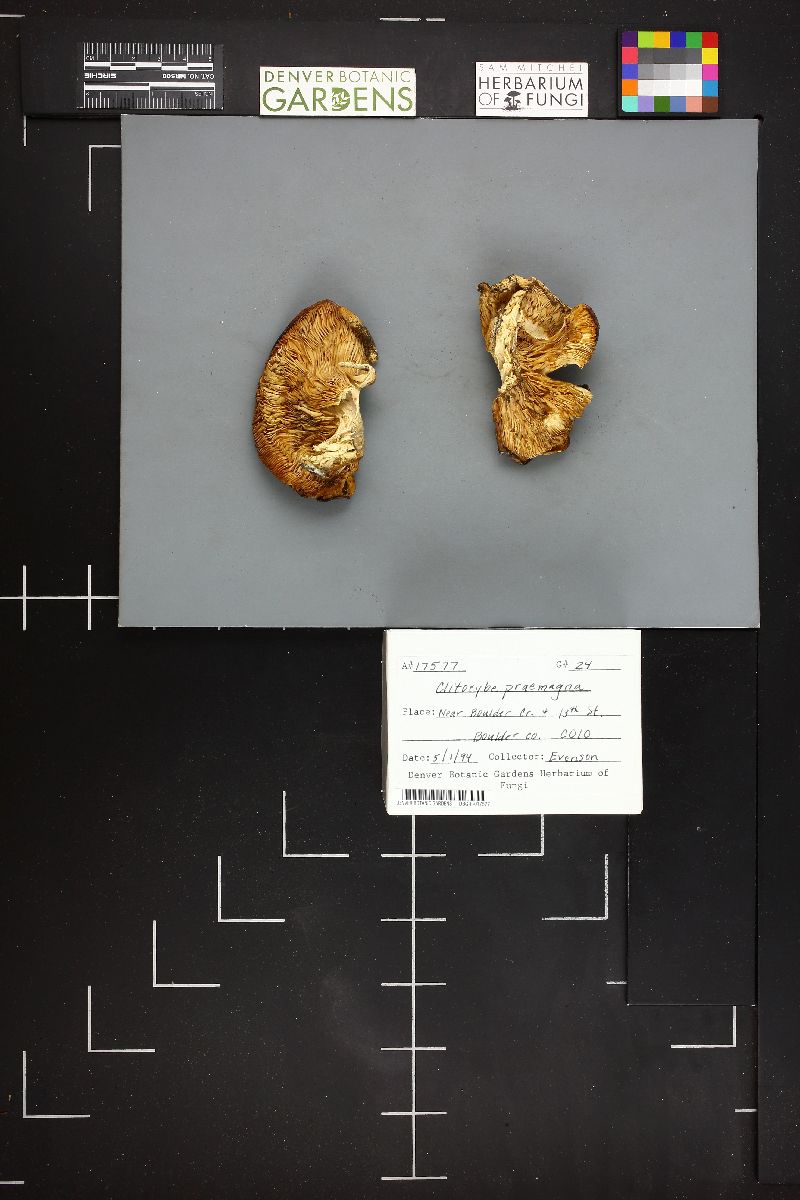 Clitocybe praemagna image
