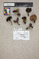 Gomphidius subroseus image
