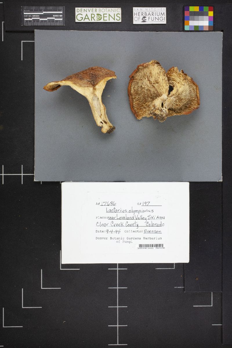 Lactarius olympianus image