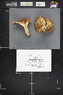 Lactarius olympianus image