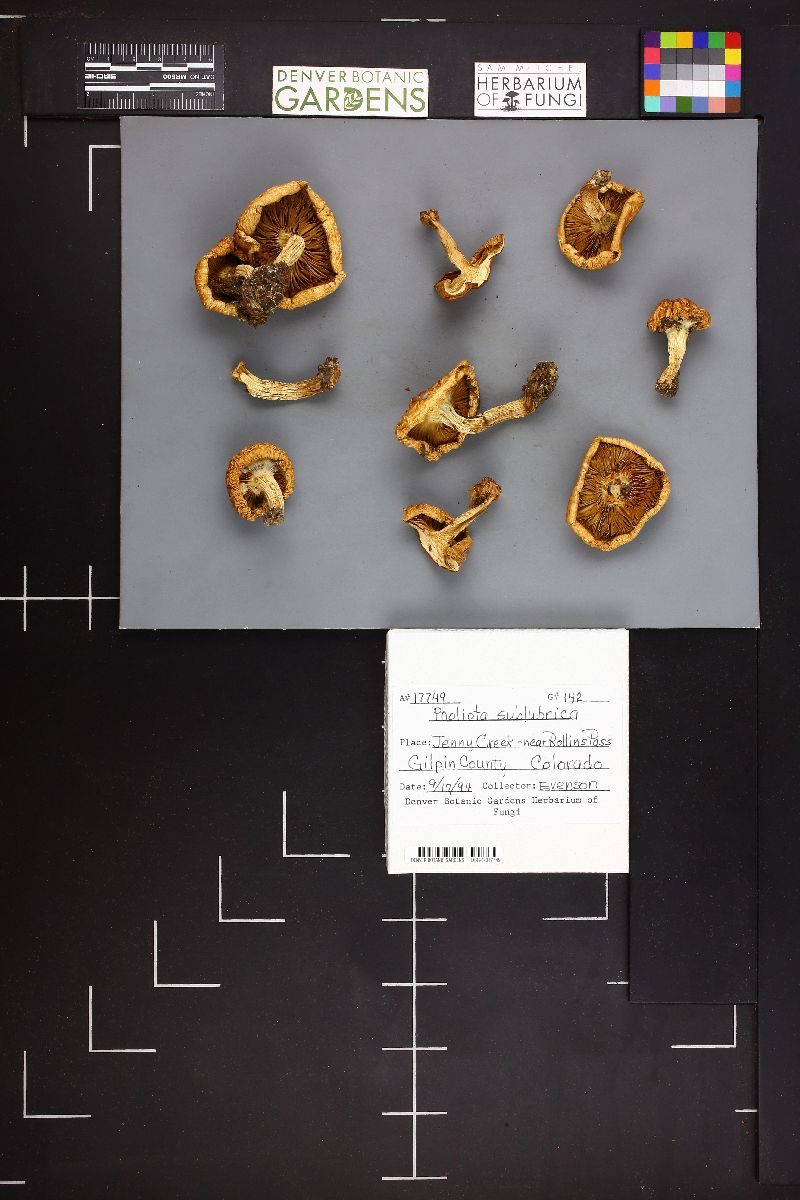 Pholiota sublubrica image
