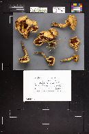 Pholiota squarrosa image