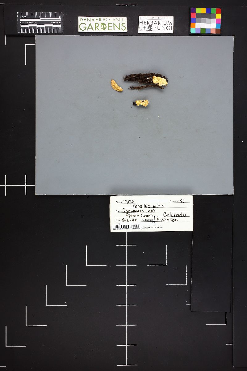 Panellus mitis image