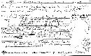 Agaricus crocodilinus image