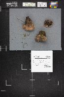 Fomitopsis rosea image