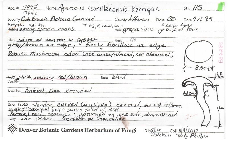 Agaricus cordillerensis image