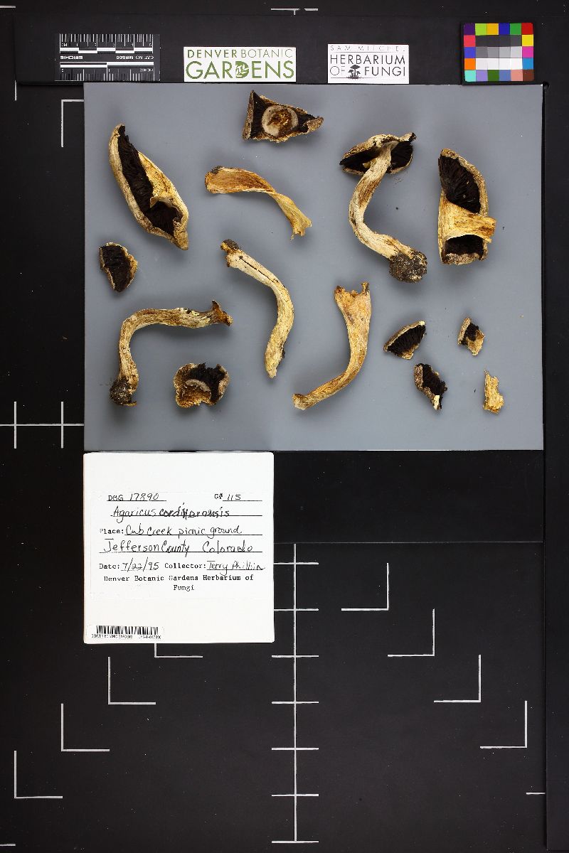 Agaricus cordillerensis image