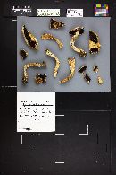 Agaricus cordillerensis image