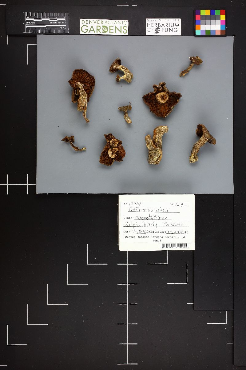 Cortinarius ahsii image
