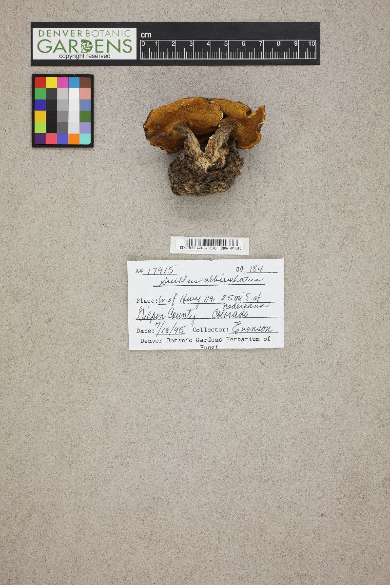 Suillus albivelatus image