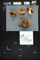 Tricholoma zelleri image