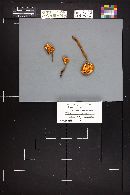 Flammulina populicola image