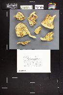 Pleurotus pulmonarius image