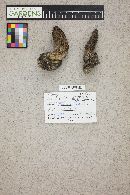 Image of Morchella tomentosa