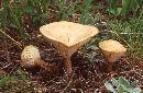 Clitocybe gibba image