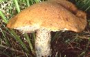 Leccinum insigne image