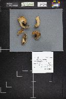 Lactarius deterrimus image