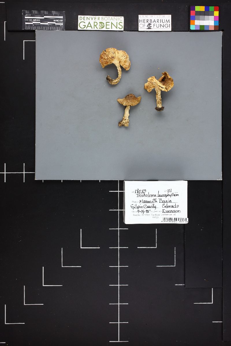 Tricholoma leucophyllum image