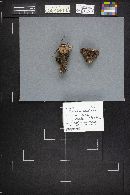 Hydnellum aurantiacum image
