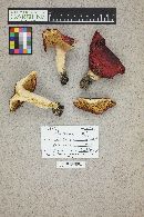 Russula paludosa image