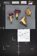 Russula paludosa image