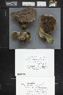 Sarcodon calvatus image