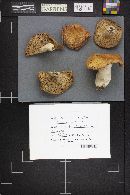 Russula decolorans image