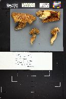 Tricholoma zelleri image
