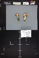 Tricholoma portentosum image