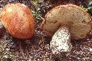 Leccinum subalpinum image