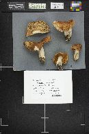 Russula decolorans image