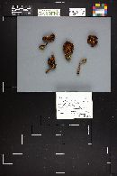Cortinarius cinnamomeus image