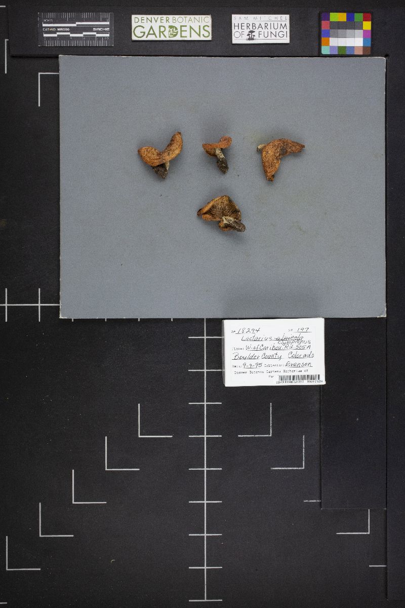 Lactarius olympianus image