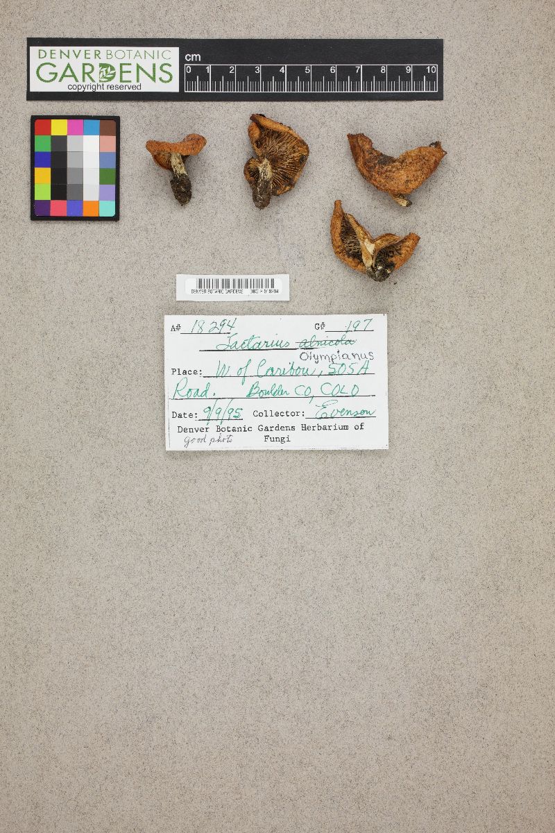 Lactarius olympianus image