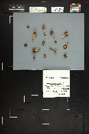 Inocybe mixtilis image