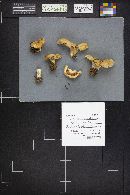 Lactarius scrobiculatus image