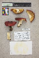 Russula subochrophylla image