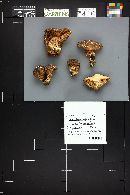 Tricholoma imbricatum image