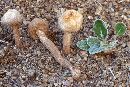 Tulostoma fimbriatum var. campestre image