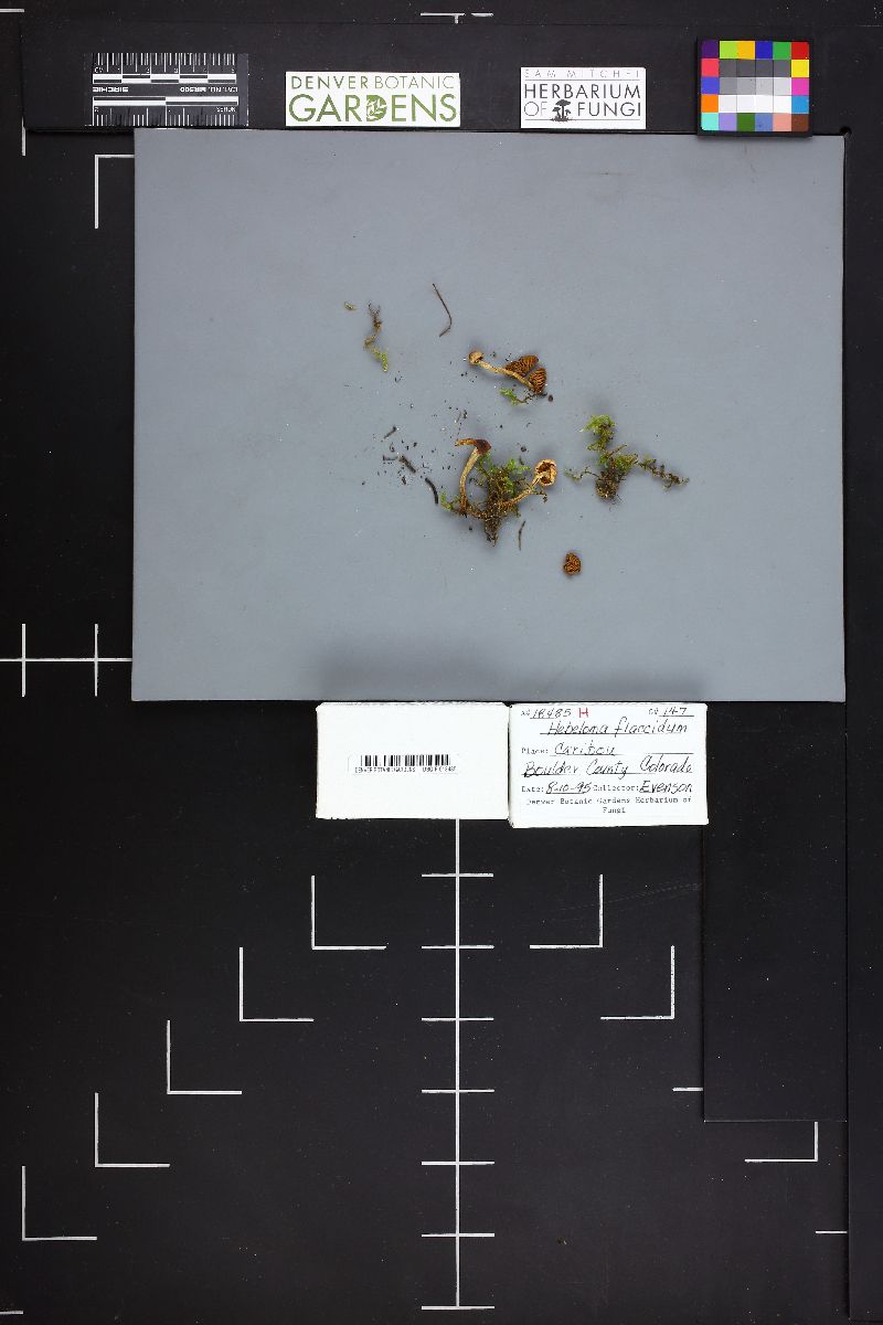 Hebeloma flaccidum image