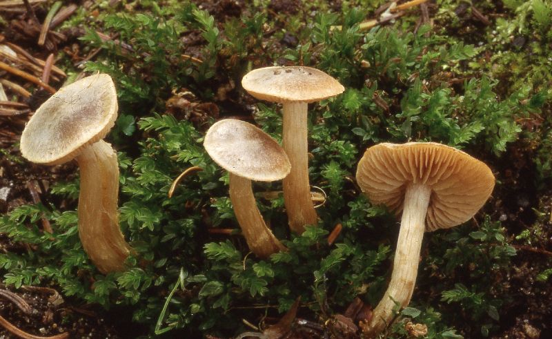 Hebeloma aggregatum image