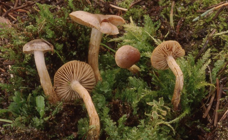 Hebeloma aggregatum image