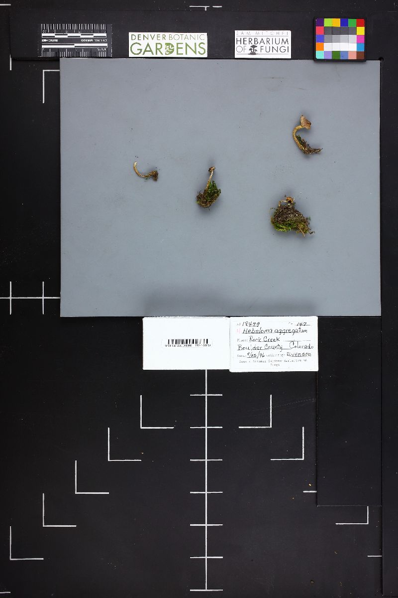 Hebeloma aggregatum image