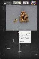 Sparassis crispa image