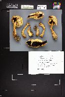 Agaricus chionodermus image