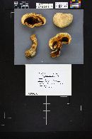 Agaricus arvensis image