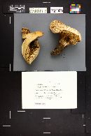 Neolentinus ponderosus image