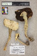 Agaricus cuniculicola image