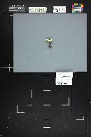 Lepiota lilacea image