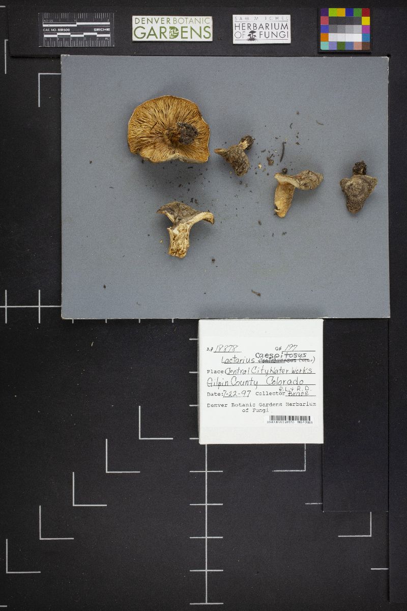 Lactarius caespitosus image